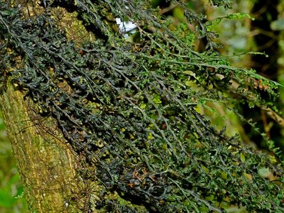 Hymenophyllum okadae, photographed by Jacy Chen