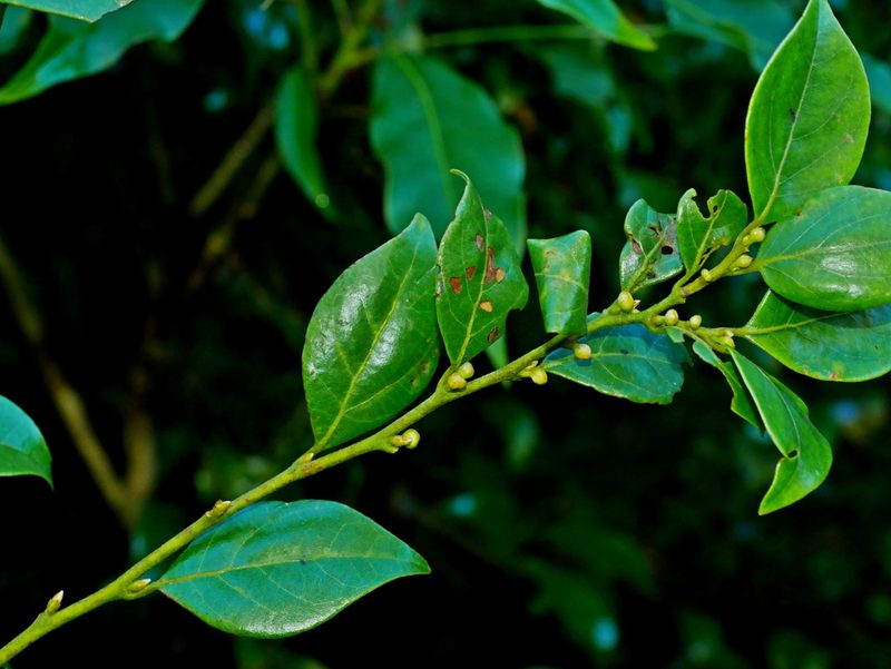 Lindera akoensis, photographed by Jacy Chen