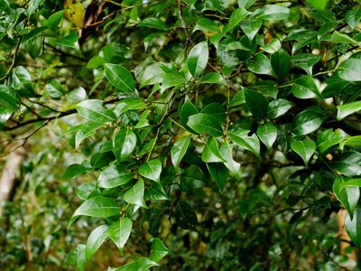 Lindera akoensis, photographed by Jacy Chen