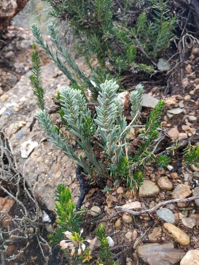Thymelaea tinctoria, photographed by Tim Johnson