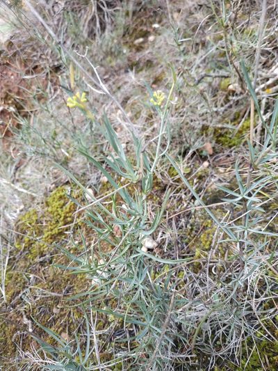Bupleurum fruticescens, photographed by Tim Johnson