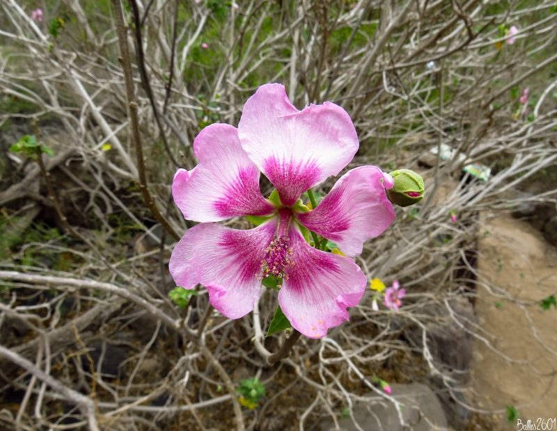 Malva acerifolia, photographed by David Ballesteros