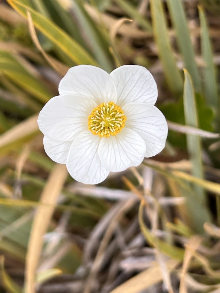 Knowltonia crassifolia, photographed by Ramit Singal