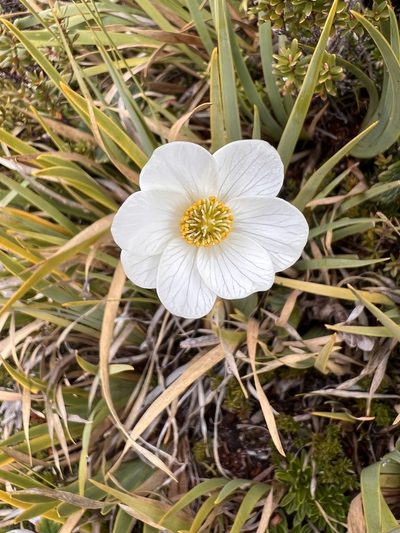 Knowltonia crassifolia, photographed by Ramit Singal