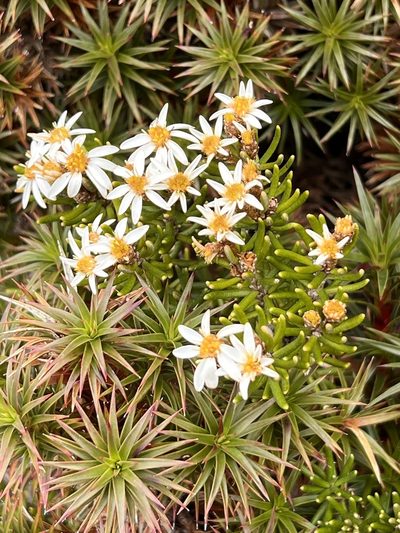 Olearia ledifolia, photographed by Ramit Singal