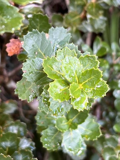 Orites milliganii, photographed by Ramit Singal