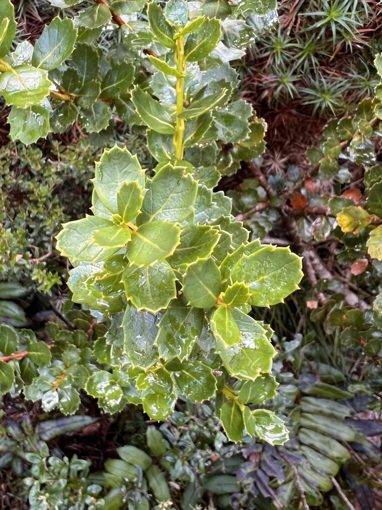 Orites milliganii, photographed by Ramit Singal