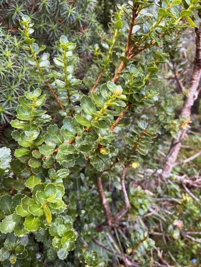Orites milliganii, photographed by Ramit Singal