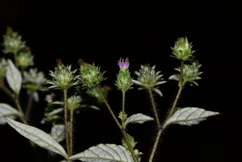 Phyllocephalum microcephalum, photographed by S.MORE