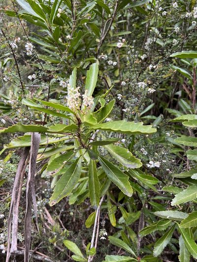 Cenarrhenes nitida, photographed by Ramit Singal