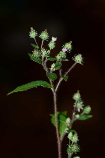 Phyllocephalum microcephalum, photographed by S.MORE