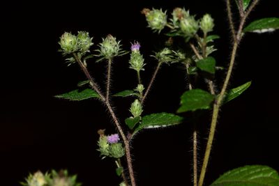 Phyllocephalum microcephalum, photographed by S.MORE