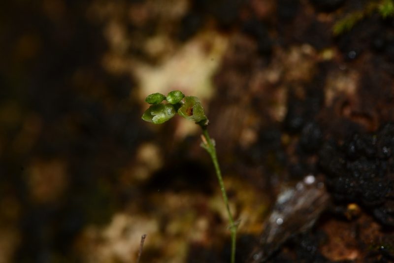 Porpax exilis, photographed by S.MORE