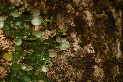 Porpax exilis, photographed by S.MORE