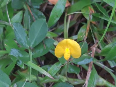 Arachis pintoi, photographed by keesgroenendijk