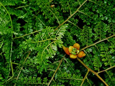 Monachosorum henryi, photographed by Jacy Chen