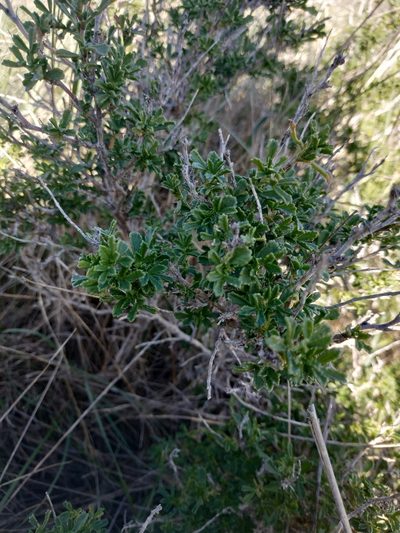 Ononis tridentata, photographed by Tim Johnson