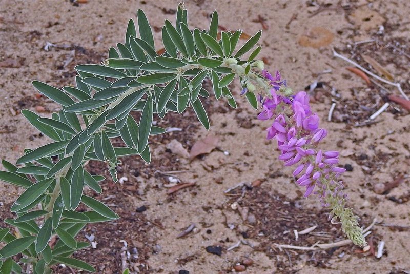 Desmodium cuneatum, photographed by Hugo Hulsberg