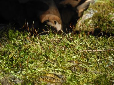 Platygyrium repens, photographed by Michael J. Papay