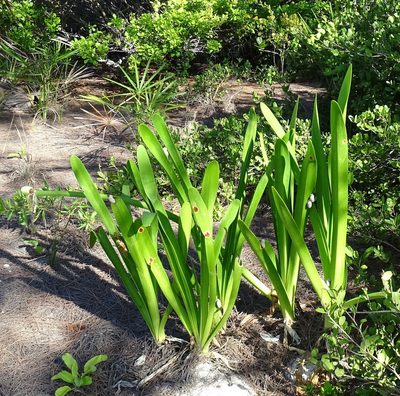 Hymenocallis littoralis, photographed by Stan Shebs