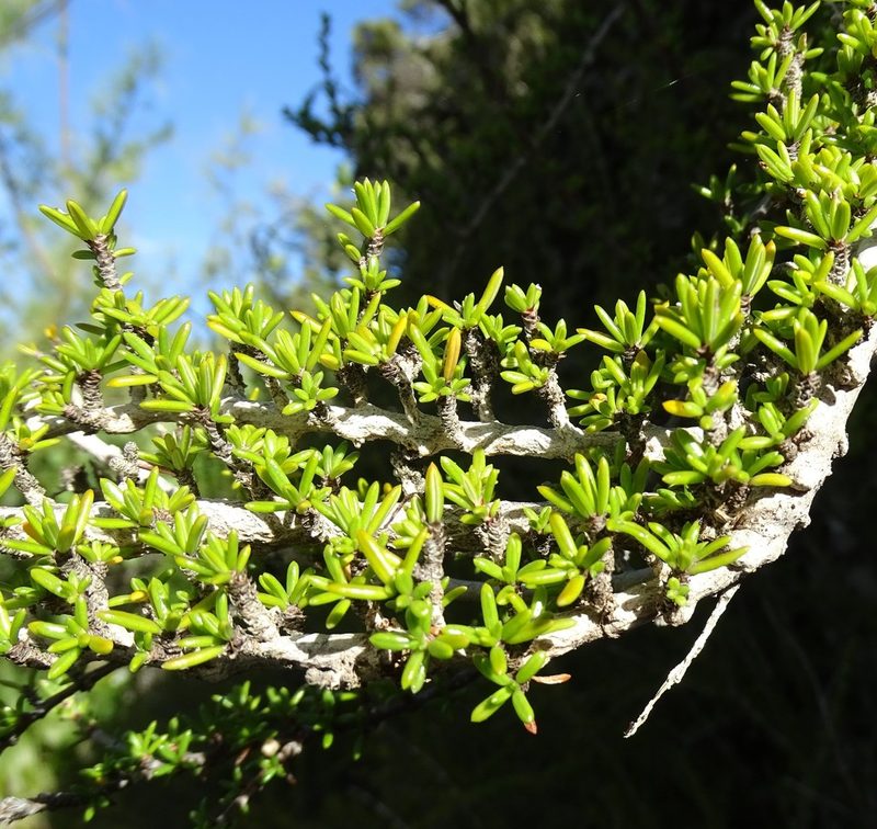 Rachicallis americana, photographed by Stan Shebs