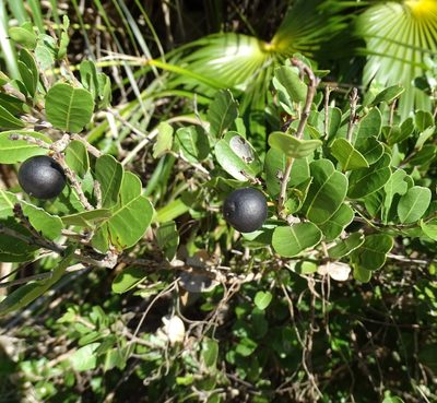 Reynosia septentrionalis, photographed by Stan Shebs