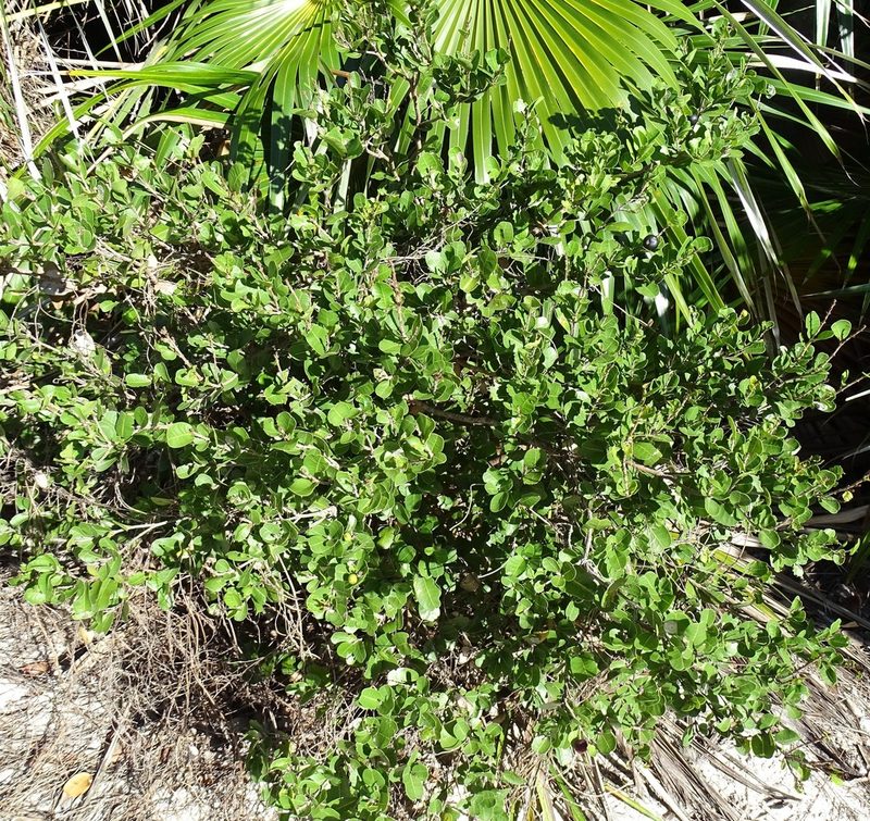 Reynosia septentrionalis, photographed by Stan Shebs