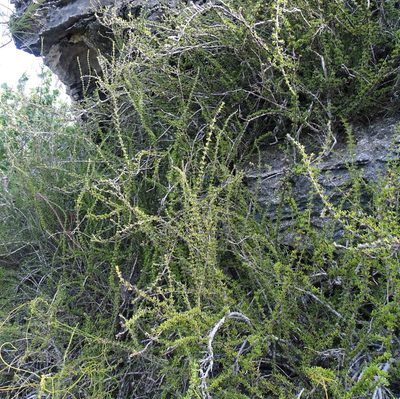 Rachicallis americana, photographed by Stan Shebs