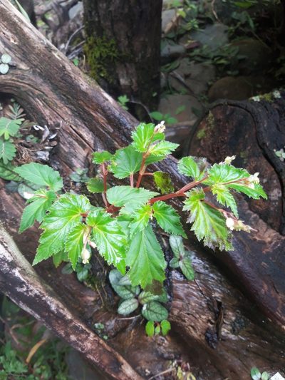 Begonia hirsuta, photographed by keesgroenendijk