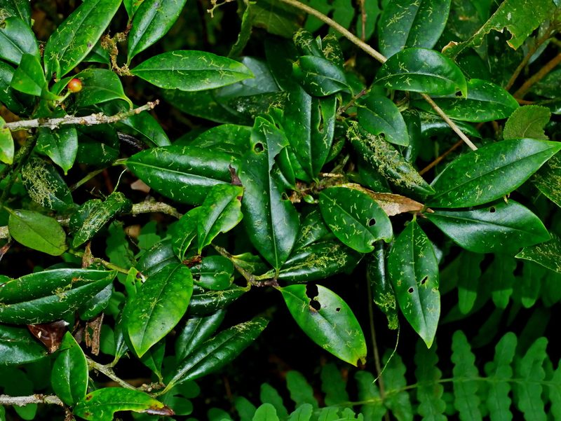 Ilex lonicerifolia, photographed by Jacy Chen