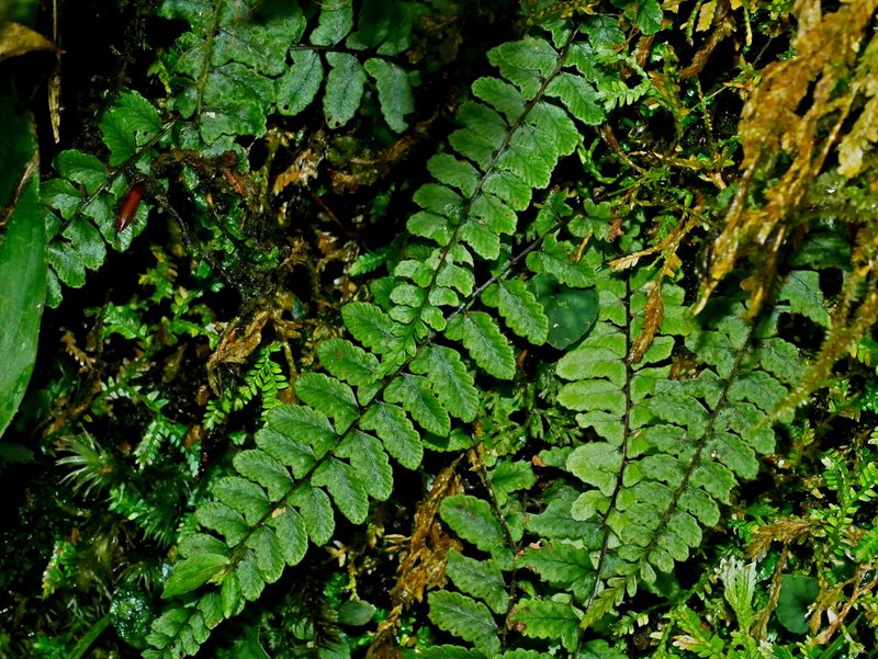 Athyrium nakanoi, photographed by Jacy Chen