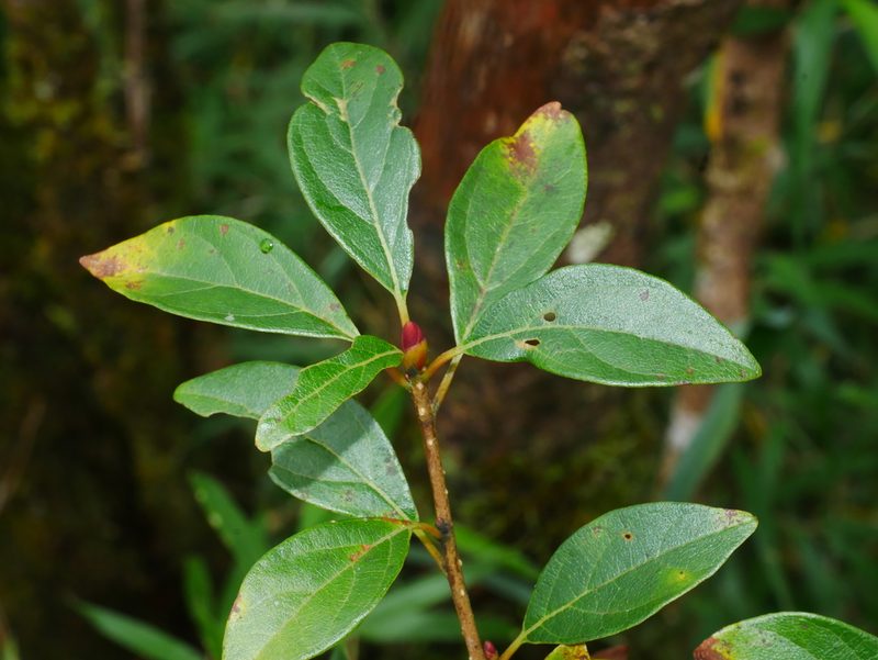 Lindera erythrocarpa, photographed by Jacy Chen