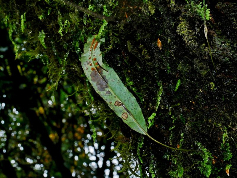 Selliguea engleri, photographed by Jacy Chen
