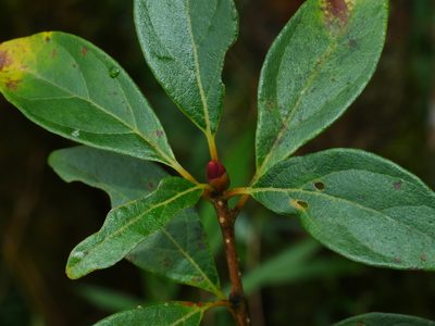 Lindera erythrocarpa, photographed by Jacy Chen