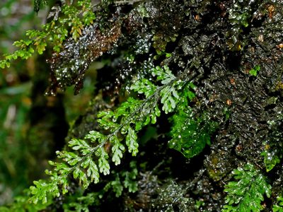 Hymenophyllum okadae, photographed by Jacy Chen