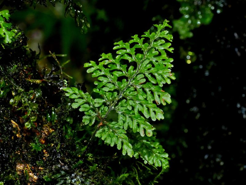 Hymenophyllum okadae, photographed by Jacy Chen
