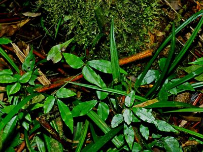 Tetrastigma hemsleyanum, photographed by Jacy Chen