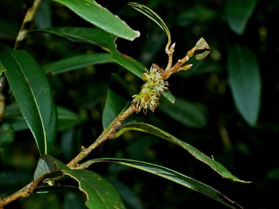 Litsea morrisonensis, photographed by Jacy Chen
