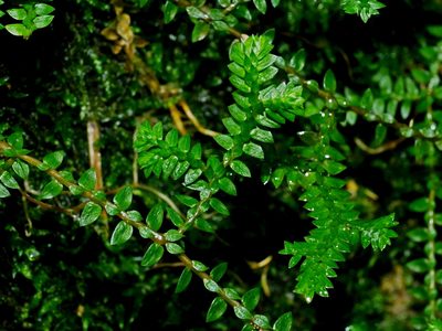 Selaginella remotifolia, photographed by Jacy Chen