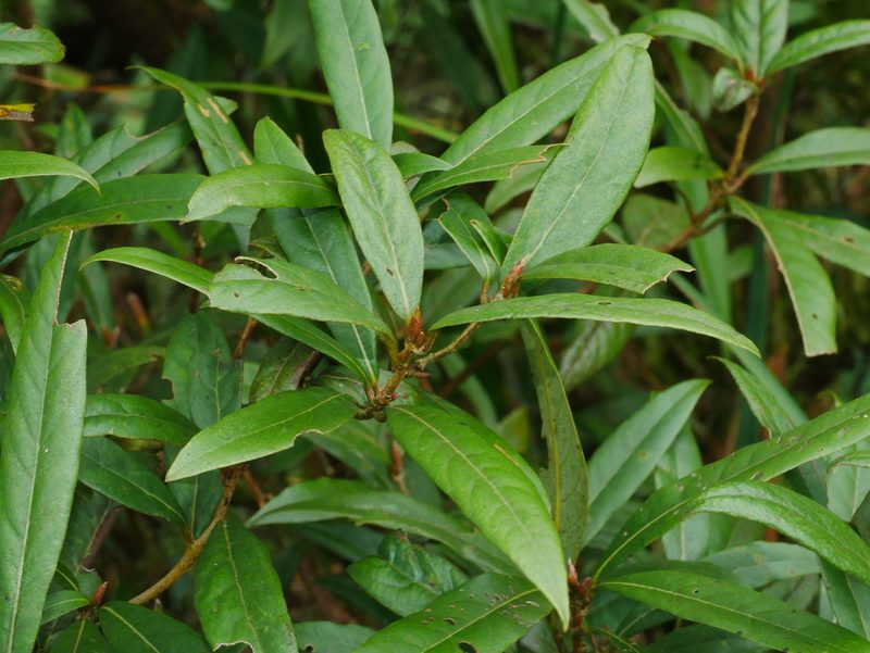 Litsea morrisonensis, photographed by Jacy Chen