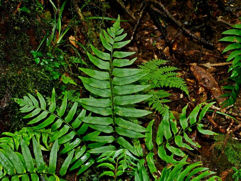 Polystichum integripinnum, photographed by Jacy Chen