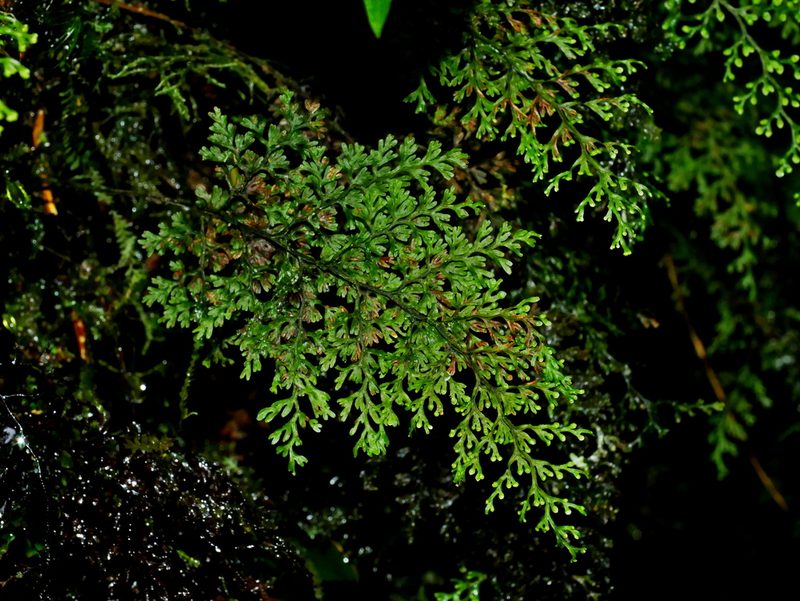 Hymenophyllum fujisanense, photographed by Jacy Chen