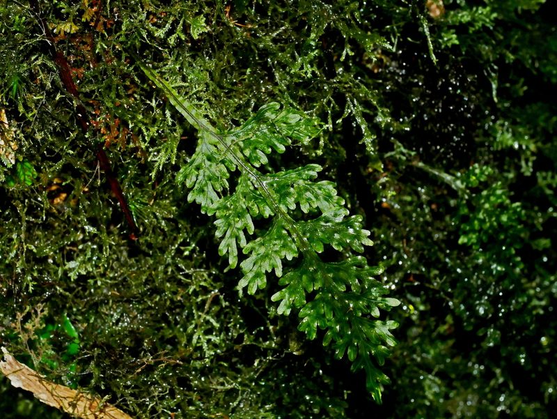 Hymenophyllum badium, photographed by Jacy Chen