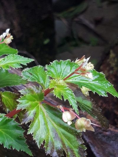 Begonia hirsuta, photographed by keesgroenendijk