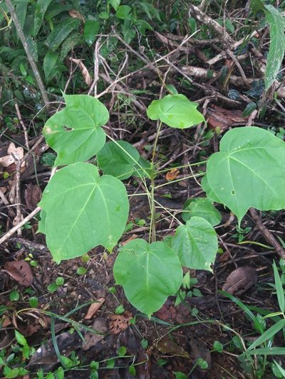 Cavanillesia platanifolia, photographed by keesgroenendijk