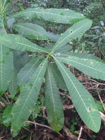 Anacardium excelsum, photographed by keesgroenendijk