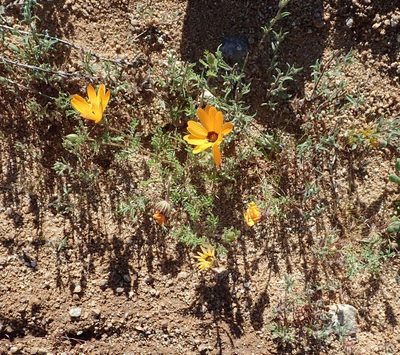 Osteospermum pinnatum, photographed by Peter Warren