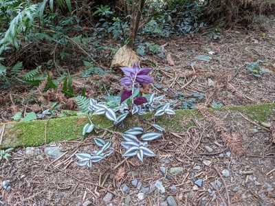 Tradescantia zebrina, photographed by Mori Chen