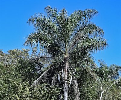 Acrocomia totai, photographed by Hugo Hulsberg