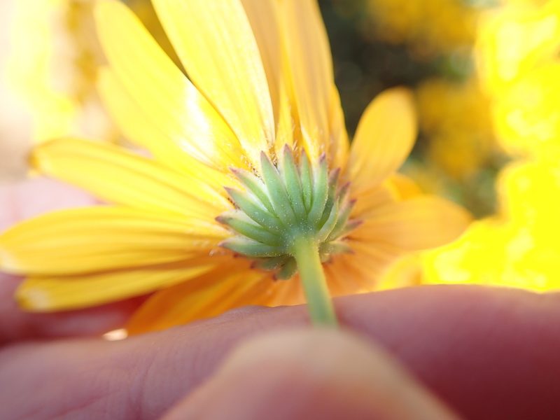 Osteospermum oppositifolium, photographed by Peter Warren